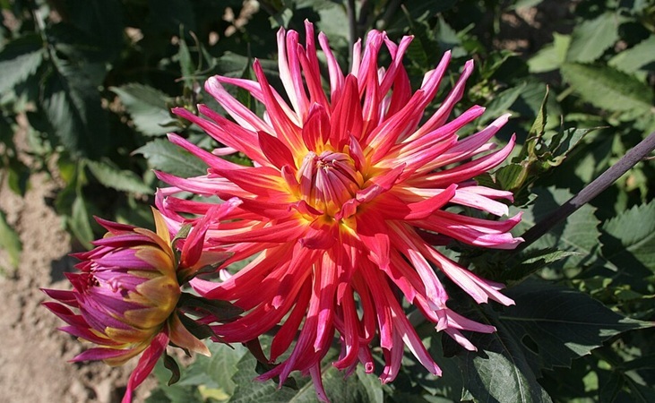 'Bora bora' semi cactus dahlia 'Bora bora' semi cactus dahlia