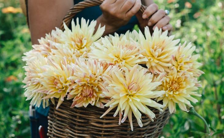 Dahlia 'Cabana Banana'