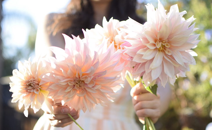 Cafe Au Lait (Dahlia variety)