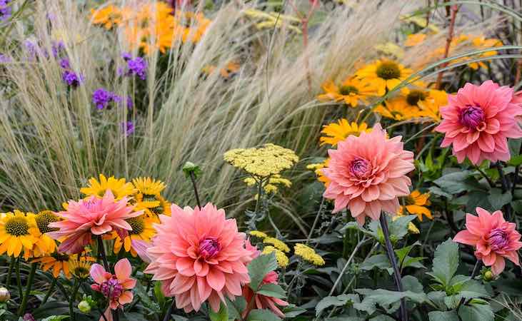 Dahlias contrasting with grass