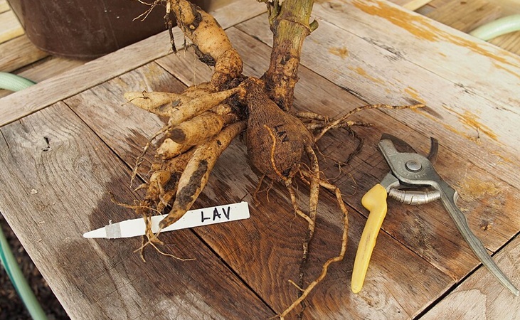 Dahlia tubers with secateurs Dahlia tubers with secateurs