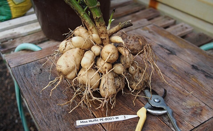 a clump of dahlia tubers - photo by F. D. Richards, Flickr a clump of dahlia tubers - photo by F. D. Richards, Flickr