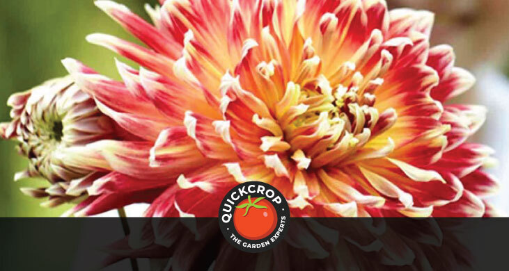 Dahlia akita - header image with Quickcrop logo Dahlia akita - header image with Quickcrop logo