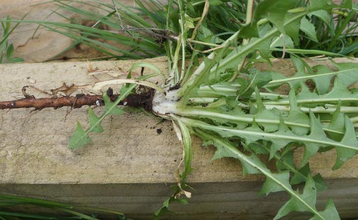 Deep root dandelion perennial weed