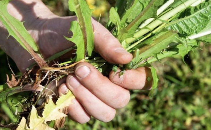 removing dandelion removing dandelion
