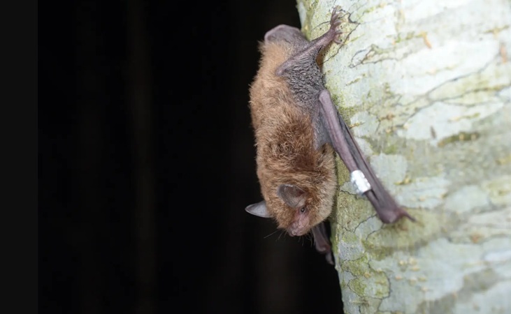 Daubentons bat - image by Rauno Kalda