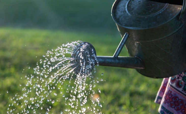 Irrigating with a watering can Irrigating with a watering can