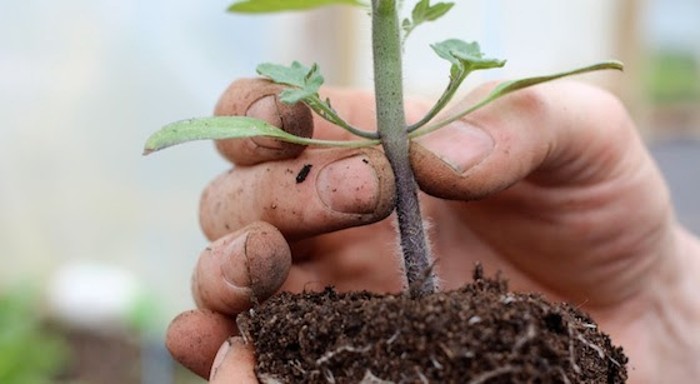 Deep planting tomatoes for stronger roots