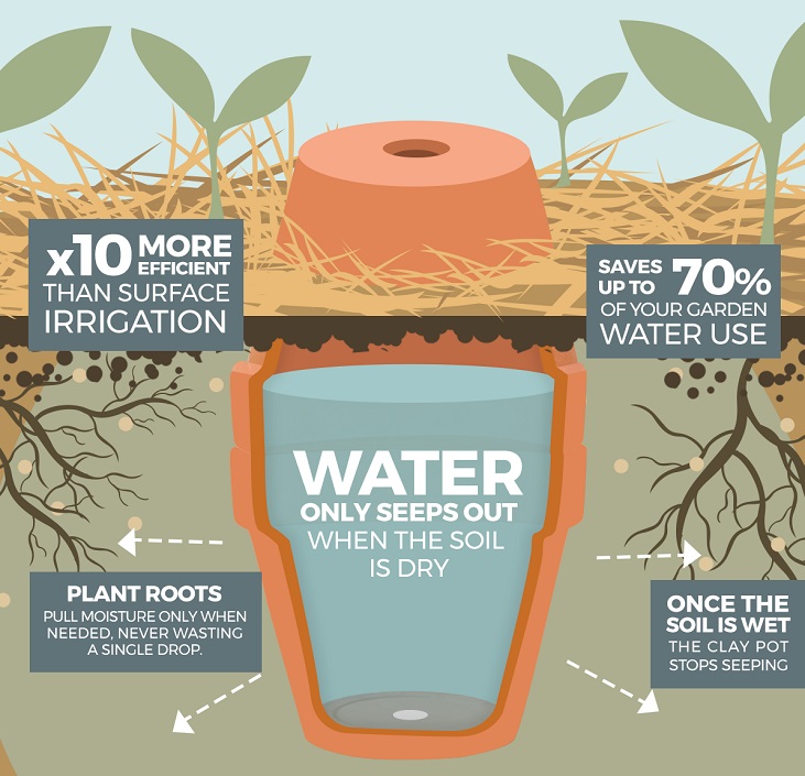 how olla pots work in the garden