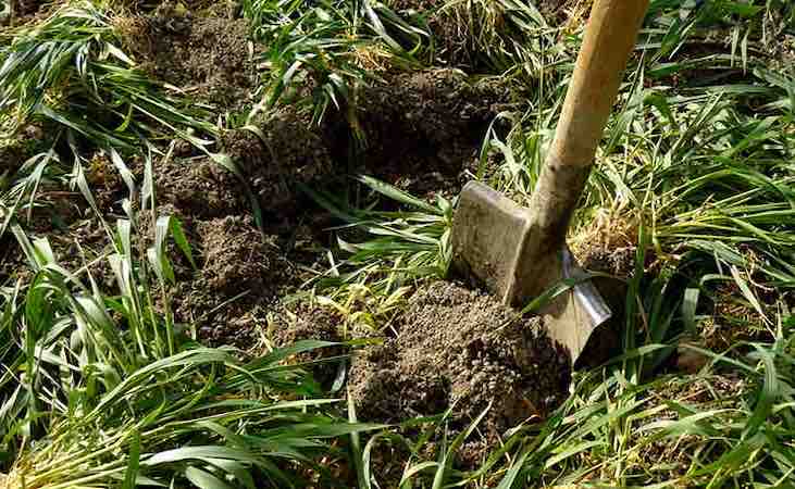 digging in green manure