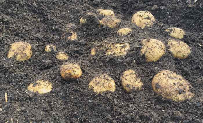 Digging early Orla potatoes