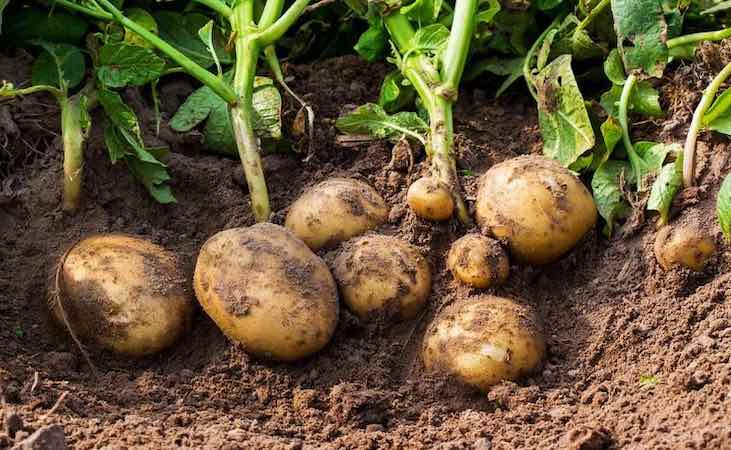 Freshly harvested potatoes lying among the soil