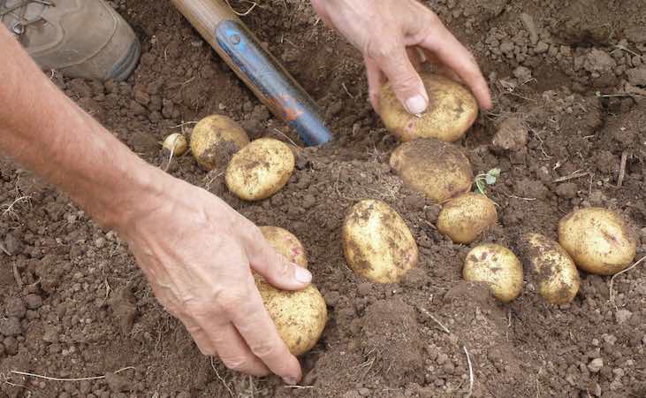 Digging potatoes