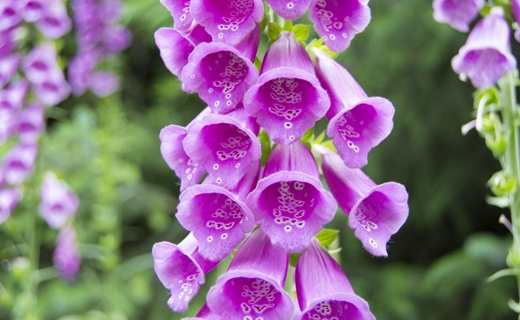 Foxglove