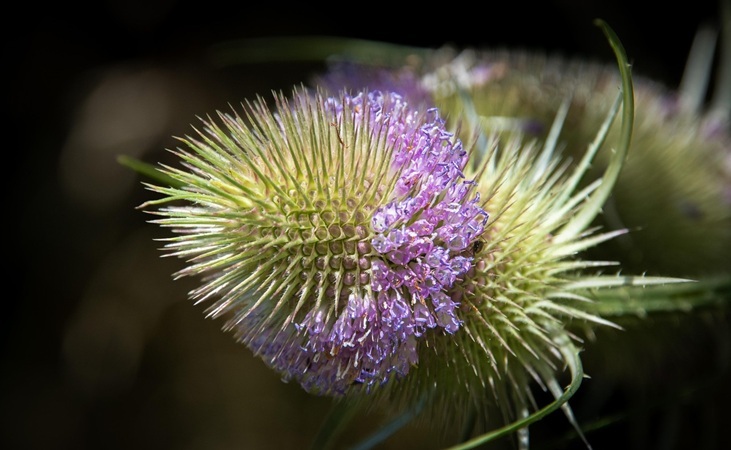 Teasel