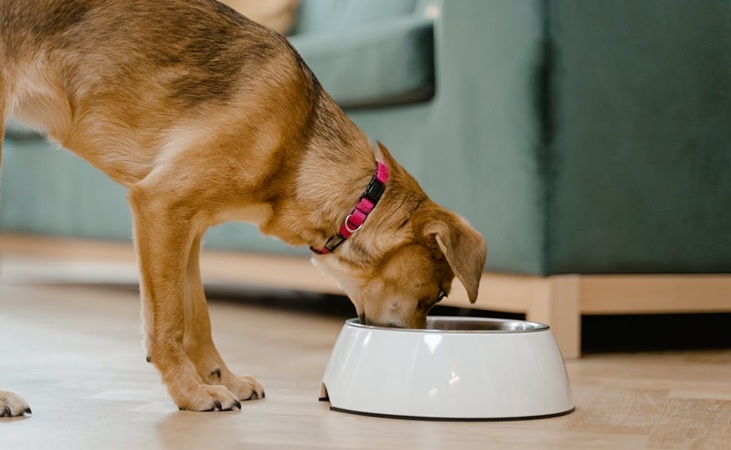 Dog eating from bowl