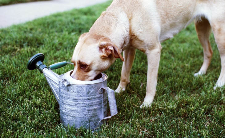 Dog helping out with the irrigation