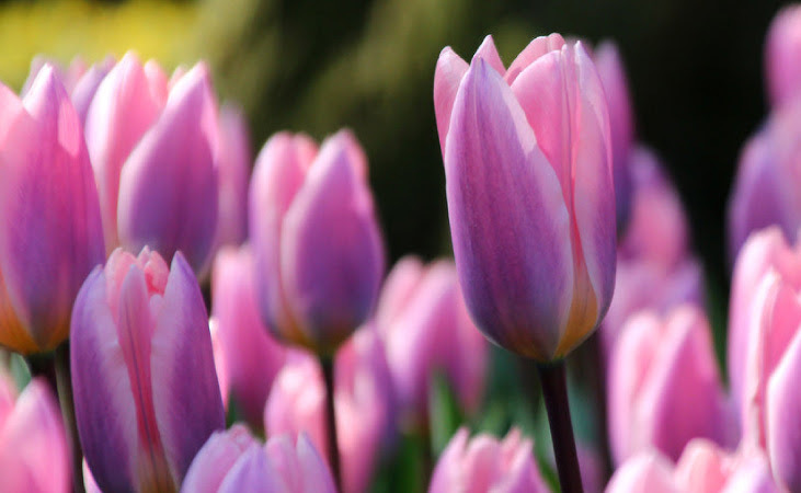 Darwin tulip 'light & dreamy'