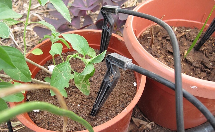drip irrigating pots; photo by Juandev, CCA 3.0 drip irrigating pots; photo by Juandev, CCA 3.0