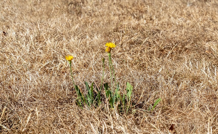 grass in drought