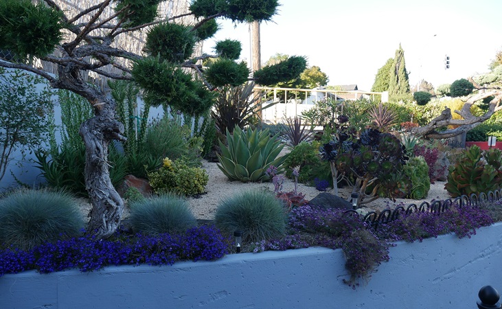 Another example of drought tolerant landscaping.