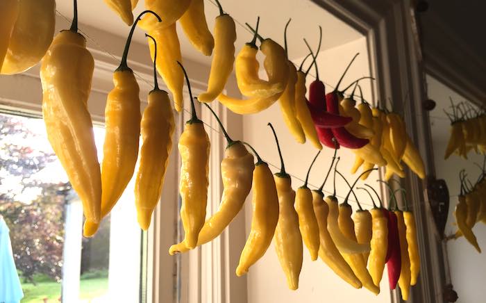 drying chillis