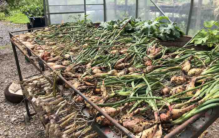 Drying shallots in a polytunnel