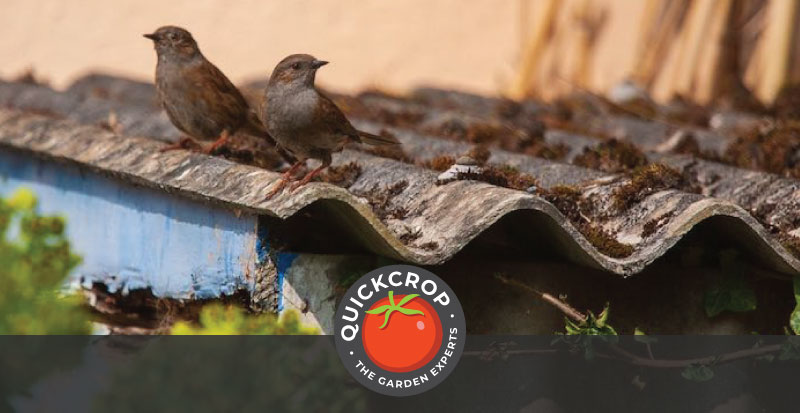 Dunnocks on corrugated roofing - header image