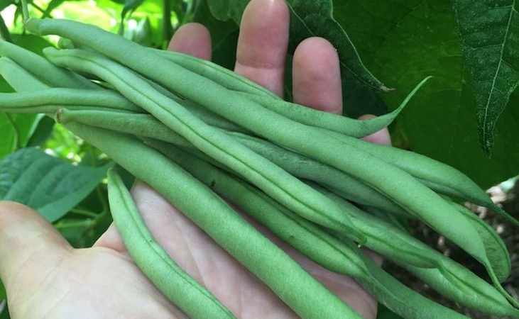 Dwarf french beans