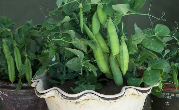 Dwarf pea in pot