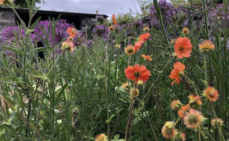 perennials in the Quickcrop garden
