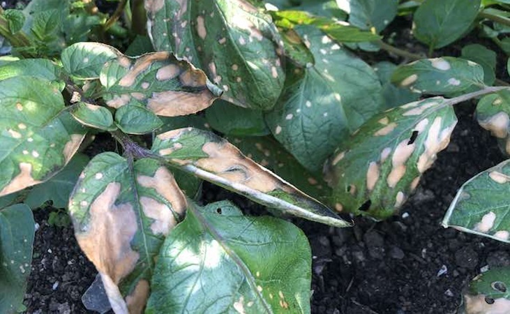 early blight on potato leaves early blight on potato leaves