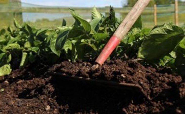 Earthing up potatoes
