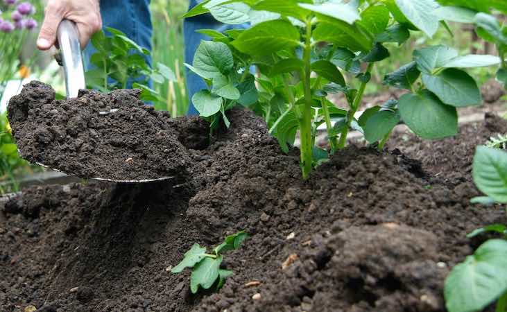Earthing up soil around potatoes
