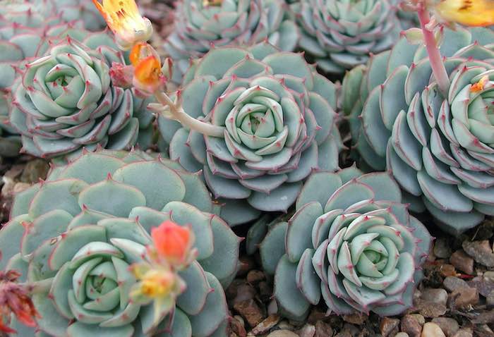 Echeveria flowering