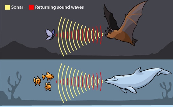 Echolocation illustrated, image by Arizona State University