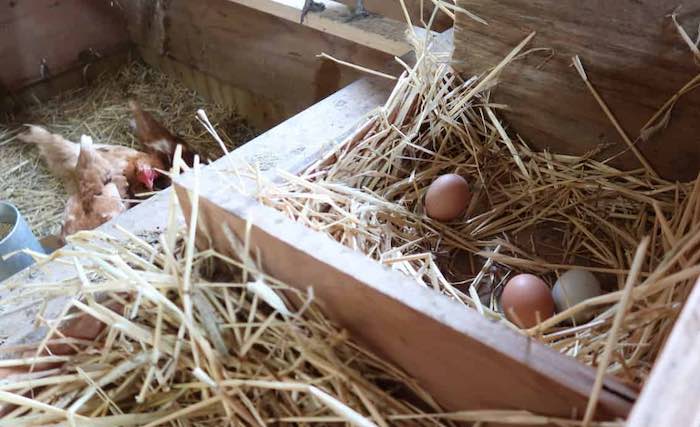 Eggs and hens in henhouse