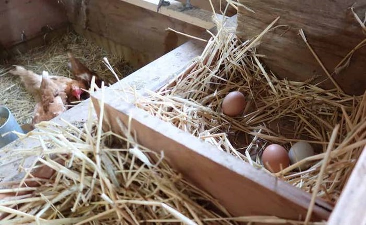home hatched eggs