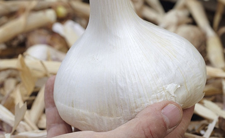 the aptly-named elephant garlic
