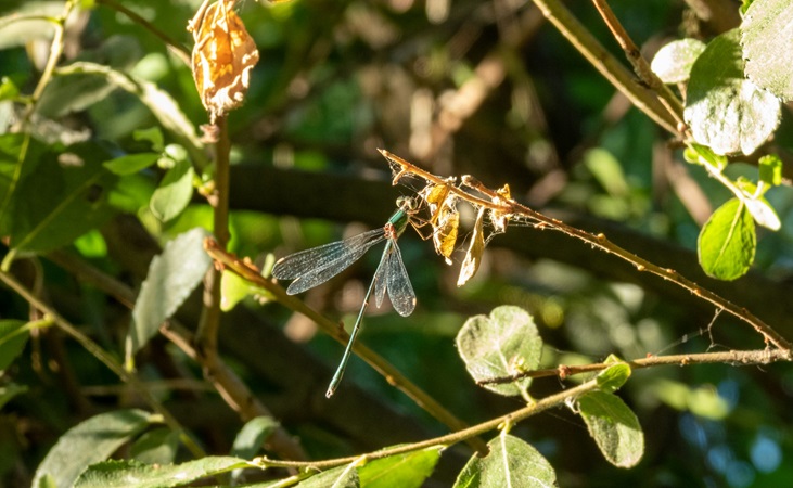 Emerald damselfly Emerald damselfly