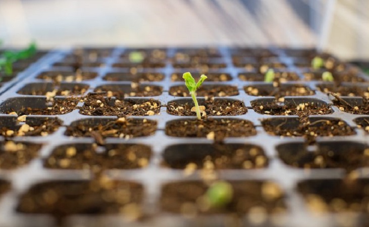 seedlings in a modular tray