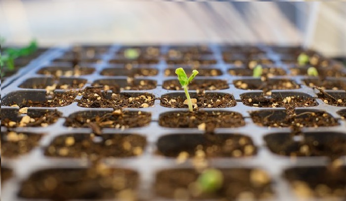 Seedlings emerging in a modular tray