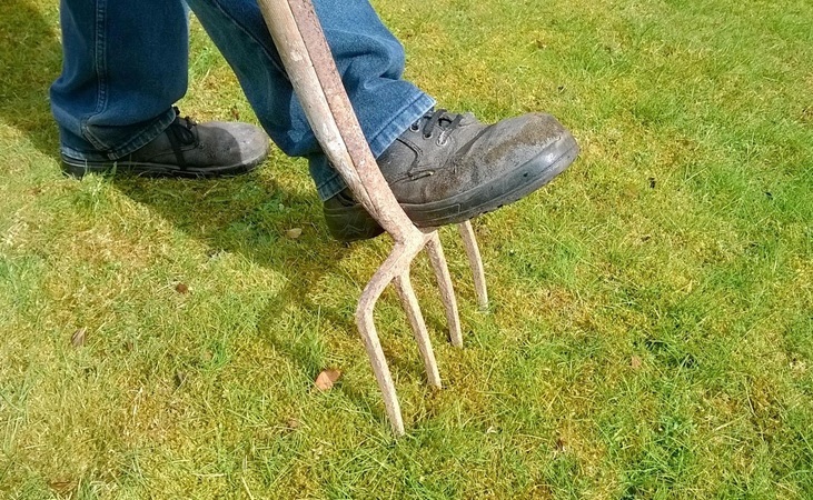 aerating lawn with a fork aerating lawn with a fork