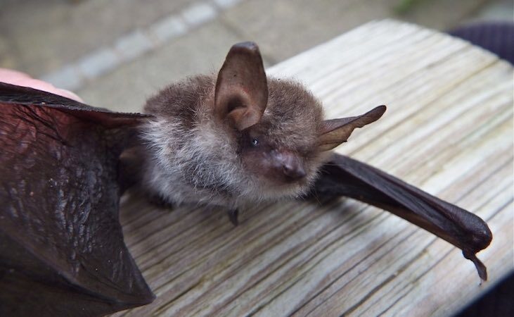 a bat with wings outstretched