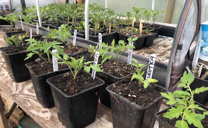 potting on tomato seedlings