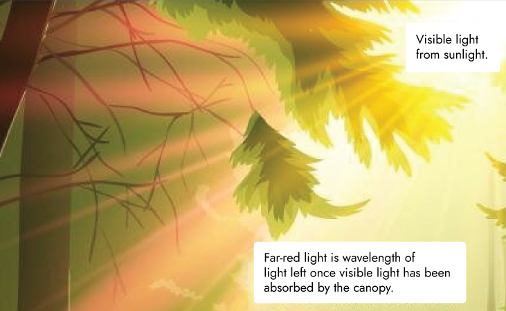 Far red light wavelength forest canopy