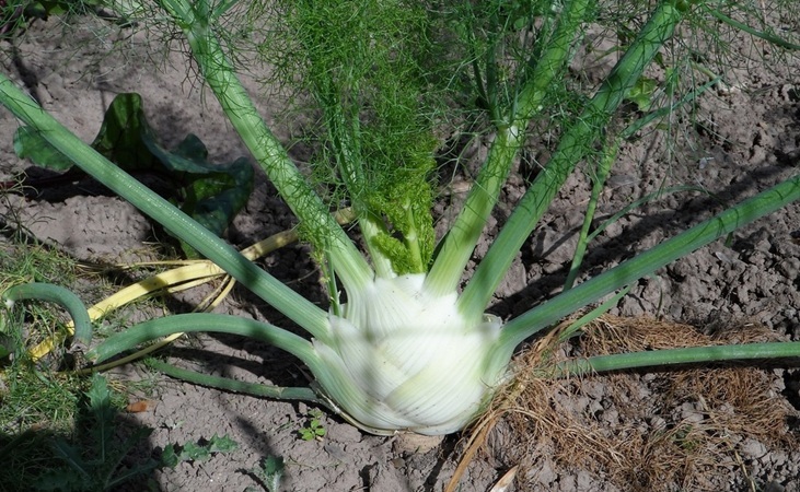 Florence fennel Florence fennel