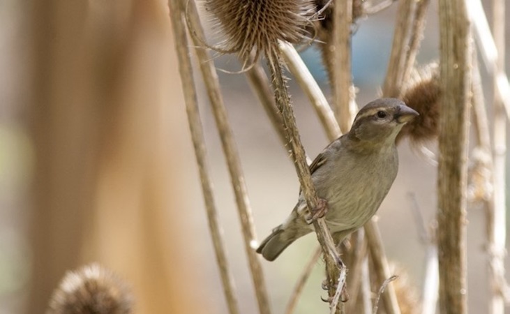 Female sparrow on teasel