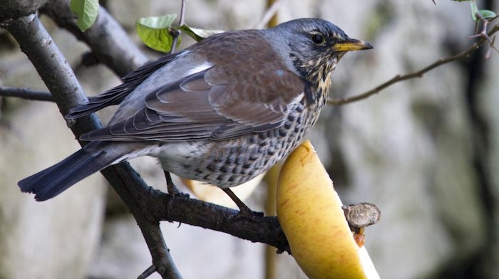 Fieldfare with apple