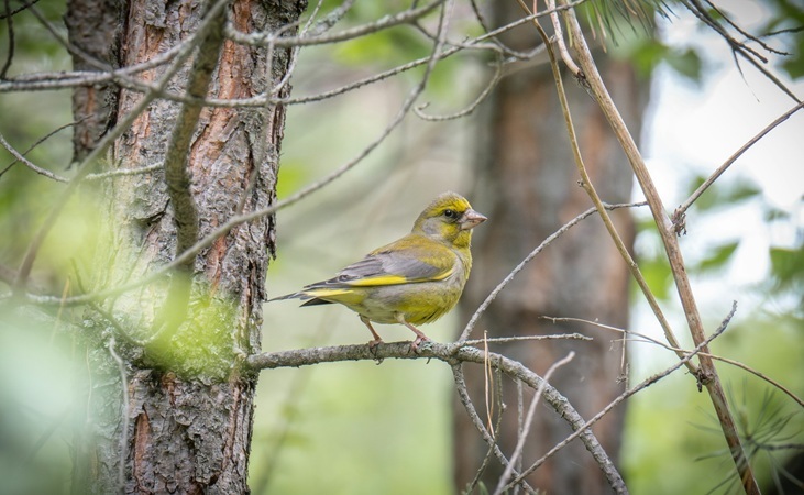 the European greenfinch